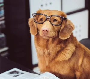 Perro tranquilo tras recibir entrenamiento para evitar agresividad