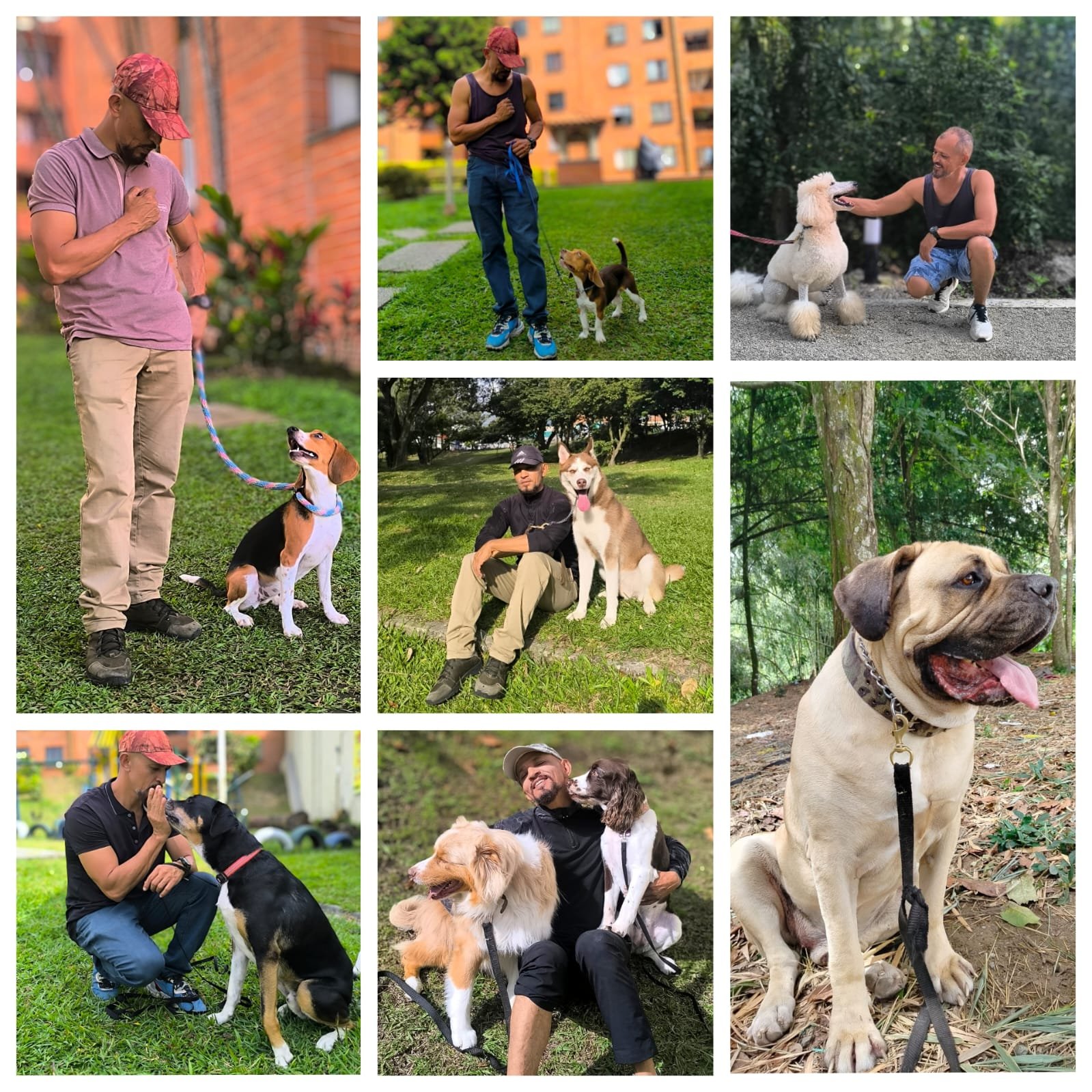 Adiestramiento canino